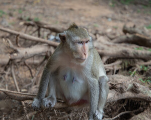Cambodia, a monkey in the wild jungle.