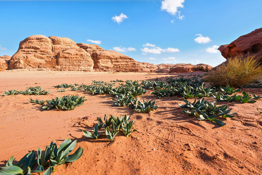 Rocky formations in Wadi Rum desert, bright sun shines on red dust and rocks, Sea squill plants (Drimia maritima) in foreground, blue sky above