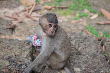 Cambodia, a monkey in the wild jungle.