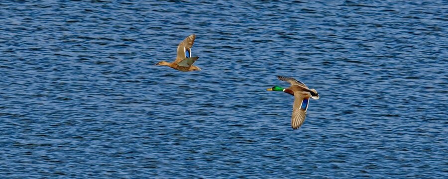 canard colvert