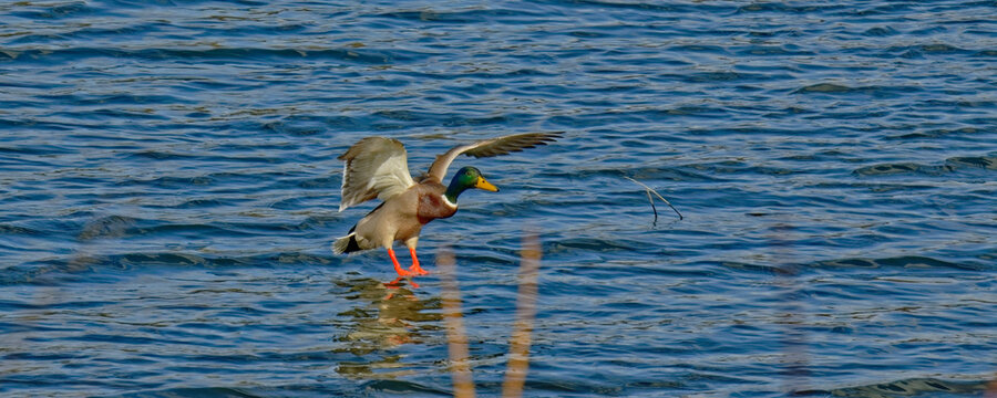 canard colvert