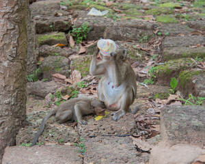 Cambodia, a monkey in the wild jungle.