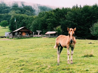 The young horse foal is walking on the mountains on green grass near farm house