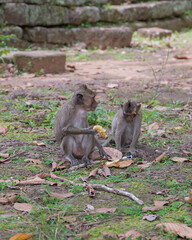 Cambodia, a monkey in the wild jungle.