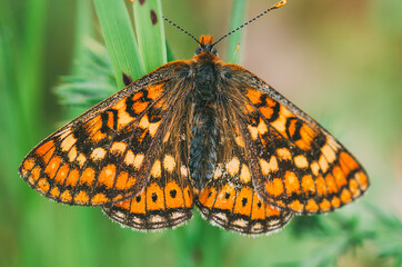 Vanessa cardui. Colored butterfly perched on a leaf. Selective focus on macro photography.