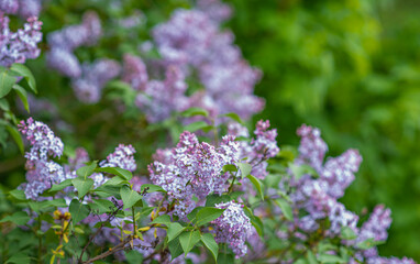 Beautiful Lilac blossom in Spring. Spring blooming lilac tree flowers in garden.