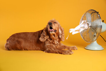 English Cocker Spaniel enjoying air flow from fan on yellow background. Summer heat