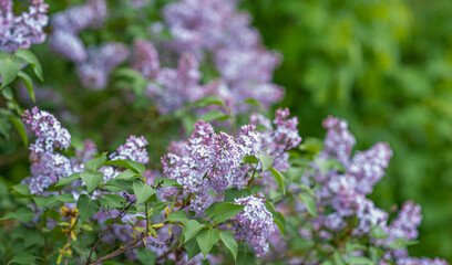 Beautiful Lilac blossom in Spring. Spring blooming lilac tree flowers in garden.