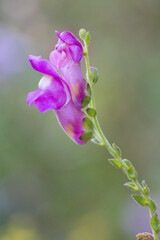 Purple flower with green unfocused background