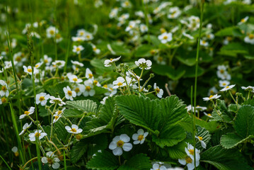 Strawberry plant. Blossoming of strawberry. Wild strawberry bushes. Strawberries in growth at garden. Organic farming concept.