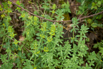 Cruciata laevipes 