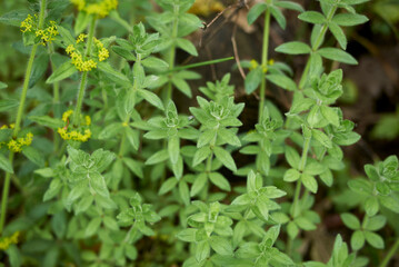 Cruciata laevipes 