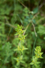 Cruciata laevipes 