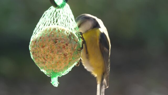 Bird is eating seeds in net