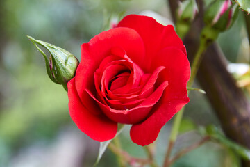 flor, flor blanca , blanca , roja, flor roja, naturaleza ,Al aire libreCelebracióndía festivoAmorRegaloRamoPétaloNaturalFloraciónBellezaColorRojoHermosaPrimaveraPlantaRosaFondoNaturalezaFlorJardín