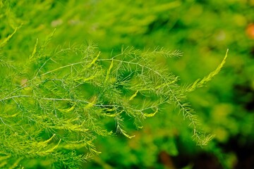 Green organic Asparagus leaves in the garden.