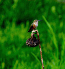 bird on the grass