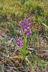 Anacamptis morio 