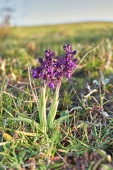 Anacamptis morio 