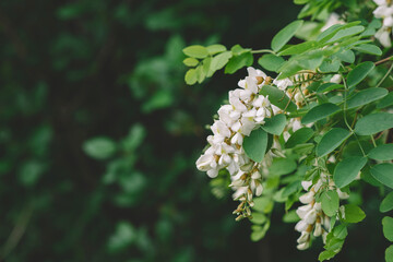 Acacia tree blooming in the spring. Flowers branch with a green background. White acacia flowering, sunny day. Abundant flowering. Source of nectar for tender fragrant honey.