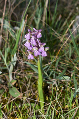 Anacamptis morio 