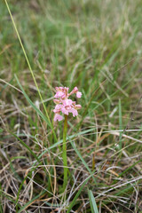 Anacamptis morio 