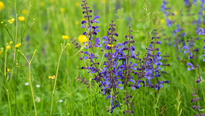 Background, blur grassy flowers. Vintage background little flowers, nature beautiful, toning design spring nature, plants. Flower field.