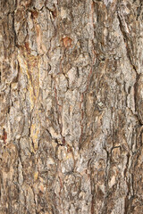 Pinus cembra 