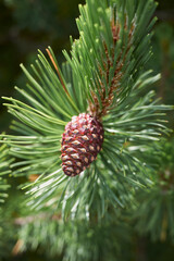 Fototapeta premium Pinus mugo 