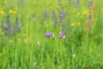Backgrounds, blur grassy flowers. Vintage background little flowers, nature beautiful, toning design spring nature, sun plants. Flower field.
