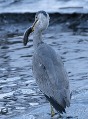 Gray heron catches fish
