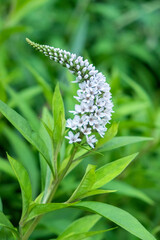 Gooseneck yellow loosestrife, USA