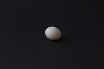Small cockatiel parrot egg on black background