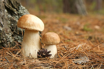Porcini mushrooms and cone in forest, closeup
