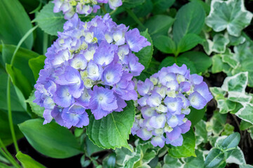 Purple Mophead hydrangea, USA