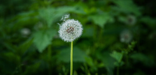 Dandelion seeds on the fresh green morning background. Green field with dandelions. Closeup of spring flowers on the green field. Meadow flowers.