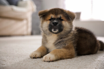 Adorable Akita Inu puppy on carpet indoors