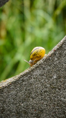 ślimak © Krzysztof