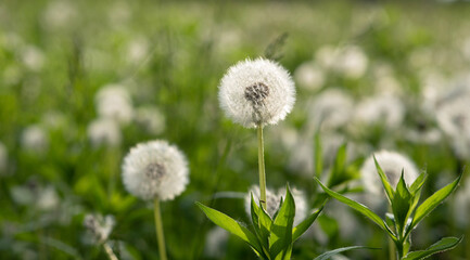 Dandelion seeds in the sunlight. Fresh green morning background. Green field with dandelions. Closeup of spring flowers on the green field. Meadow flowers.