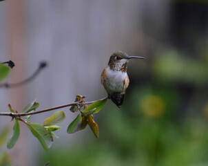hummingbird on a branch