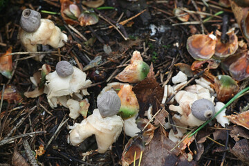 Geastrum quadrifidum, known as the rayed earthstar or four-footed earthstar, wild fungus from Finland