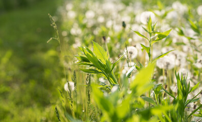 Dandelion seeds in the sunlight. Fresh green morning background. Green field with dandelions. Closeup of spring flowers on the green field. Meadow flowers.
