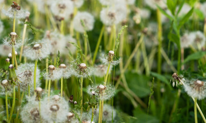 Dandelion seeds in the sunlight. Fresh green morning background. Green field with dandelions. Closeup of spring flowers on the green field. Meadow flowers.