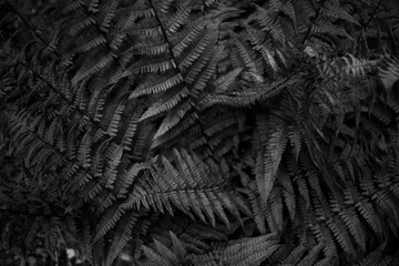 Fern leaves background. Leaves of a bush. Free space. Wild vegetation in nature for nature theme background design. Deciduous plant in nature. Green background