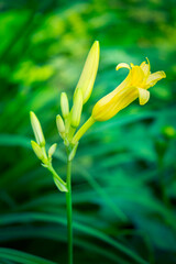 Yellow Daylily, USA