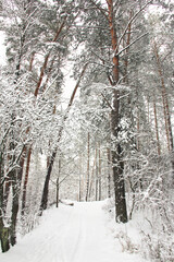 Wonderful winter forest. Incredibly beautiful nature. Snowy winter