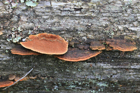 Phellinus viticola, brown polypore from Finland with no common English name