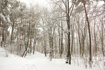 Naklejka premium Wonderful winter forest. Incredibly beautiful nature. Snowy winter