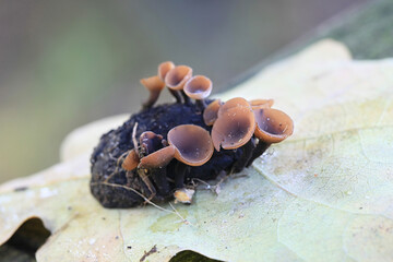 Ciboria batschiana, known as Ciboria fungus or catkin cup fungus, growing from oak acorn in Finland
