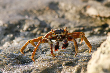 Orange crab on a tropical beach.